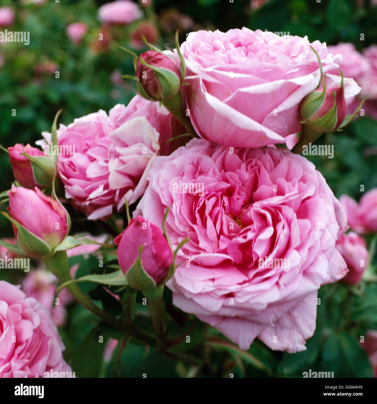 Rosa - `Madame Knorr' - (Shrub) - (Syn R. `Comte de Chambord')   RSH010120 Stock Photo